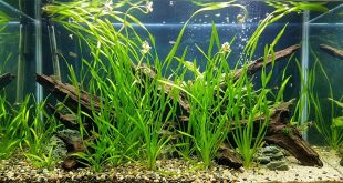 Агрессивная винтовая водоросль угрожает экосистеме