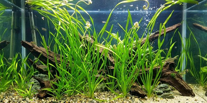 Агрессивная винтовая водоросль угрожает экосистеме